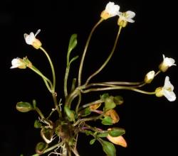 Cardamine reptans. Plant with rosette leaves and inflorescences.
 Image: P.B. Heenan © Landcare Research 2019 CC BY 3.0 NZ